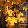 http://tritroichki.narod.ru/avatar/autumn/autumn42.gif