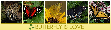 butterfly is love / линеички излав