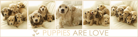 puppies are love / линеички излав
